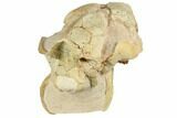 Fossil Oreodont (Merycoidodon) Skull - South Dakota #192528-7